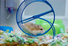 Running Round A Hamster Wheel