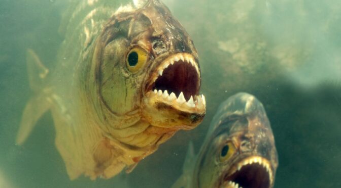 KPFA Piranhas